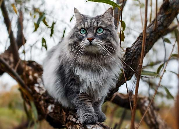 hypoallergenic cat temperament