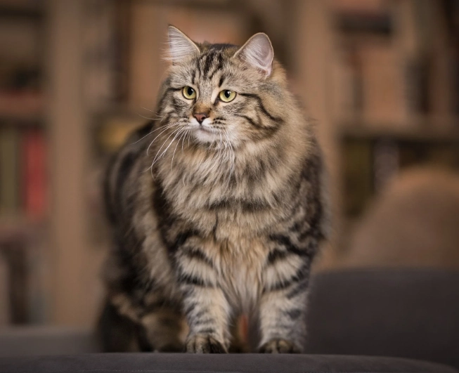 hypoallergenic cat temperament