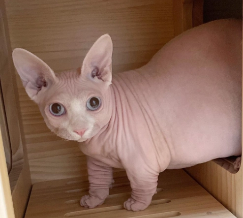 hairless cat care