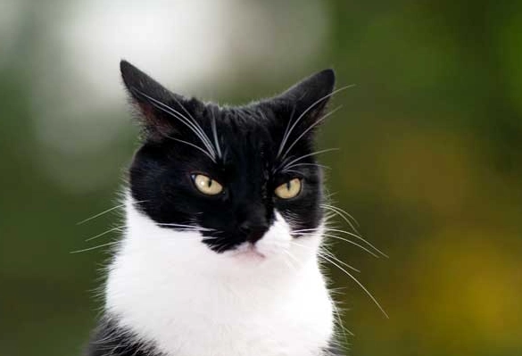 tuxedo cat breeds