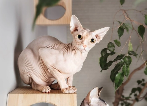 Sphynx breeder