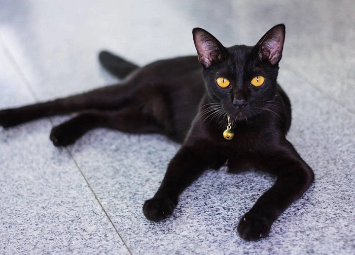 are Bombay cats friendly are Bombay cats friendly