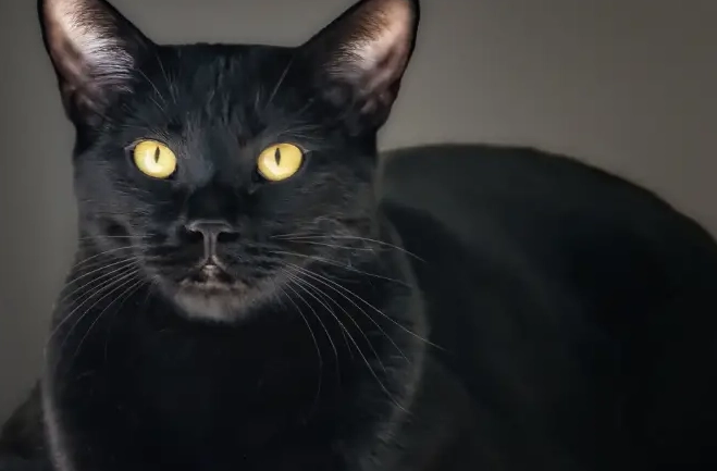 Bombay cat behavior Bombay cat behavior