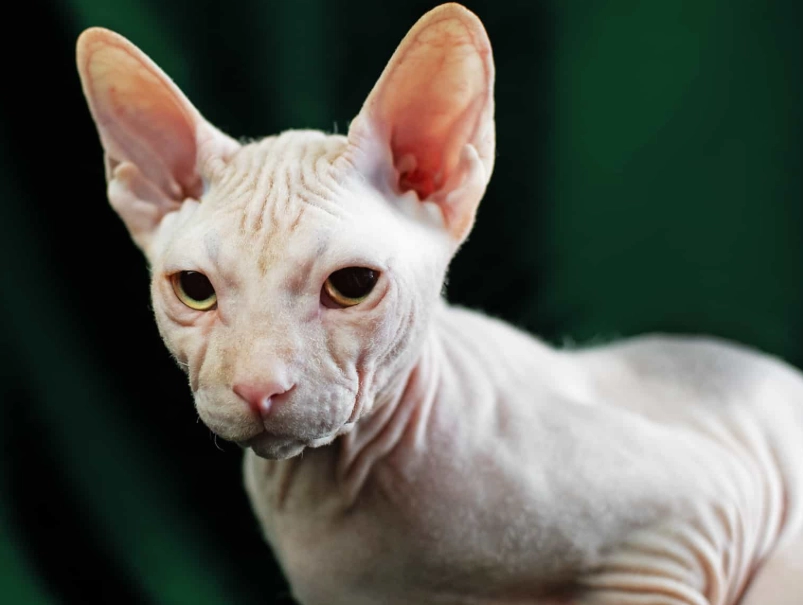 Sphynx cat with hair breed