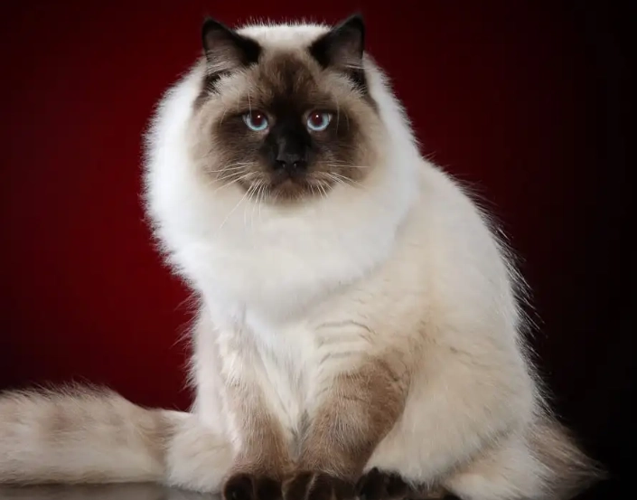 Siberian cat good pet