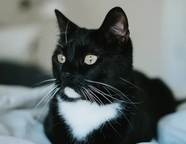 caring for bicolor cats