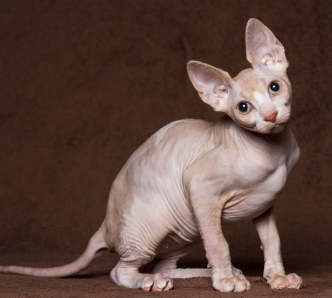 Don Sphynx cat