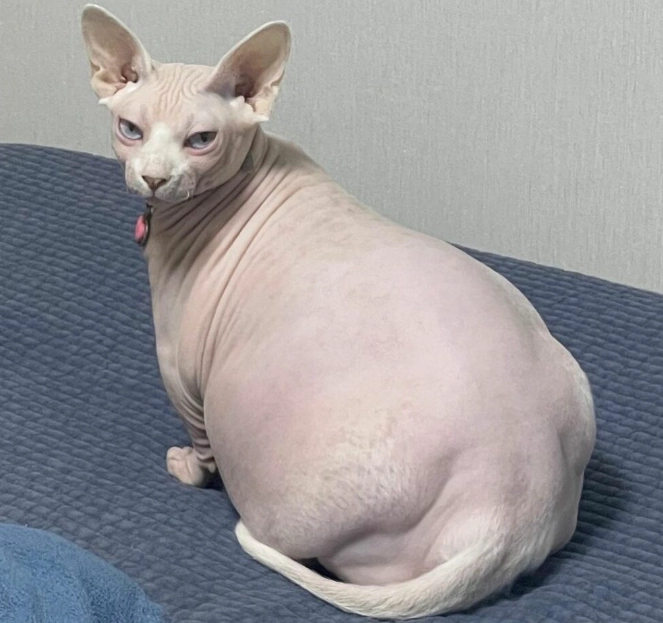 Fat sphynx cat