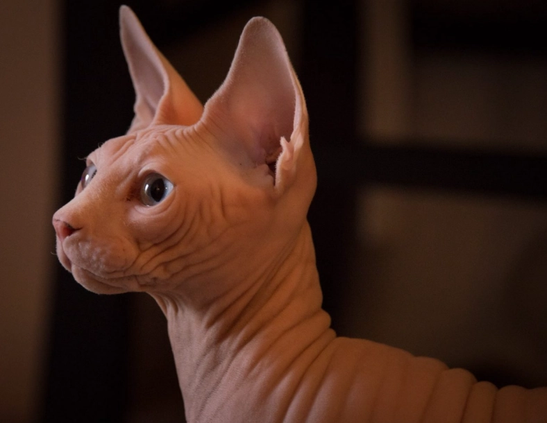 hairless cat cost