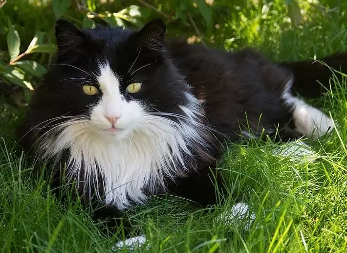Black and white cat breeds