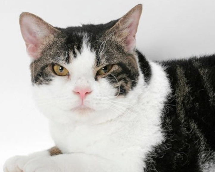 black and white cat personality