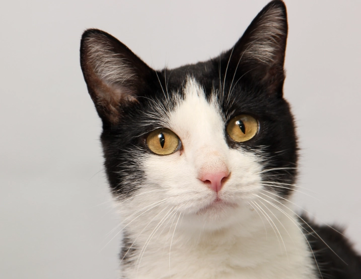 What is special about black and white cats?