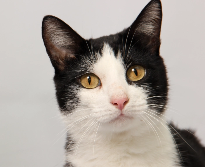 caring for bicolor cats