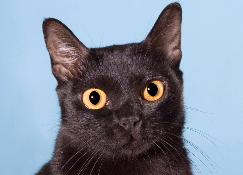 Bombay cat characteristics