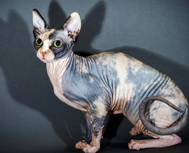 fat sphynx cat