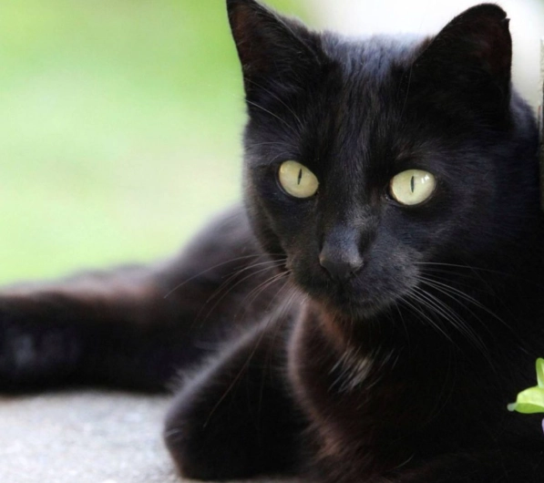 black cat breed
