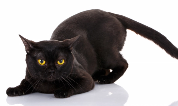 are Bombay cats friendly are Bombay cats friendly