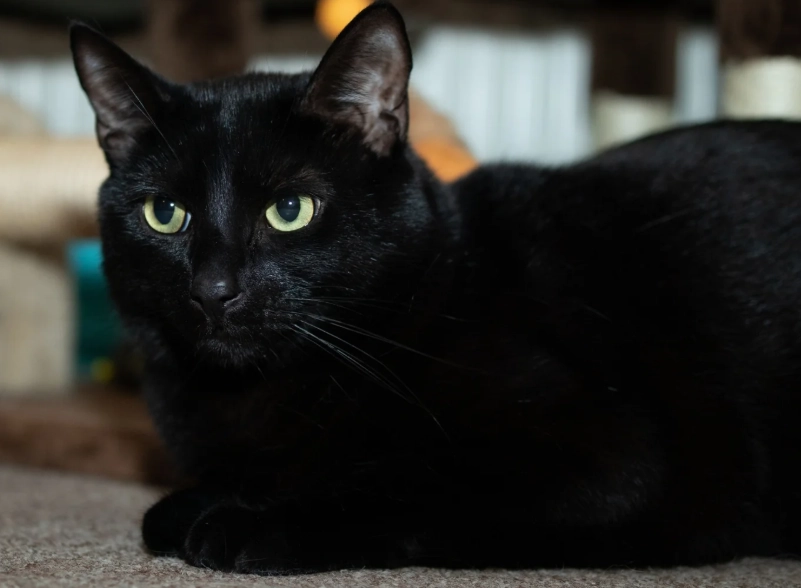 are Bombay cats friendly are Bombay cats friendly