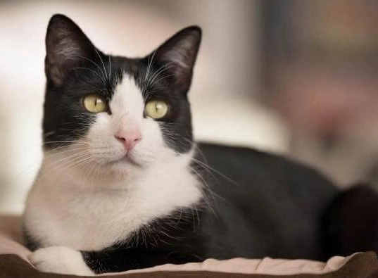 tuxedo cat personality