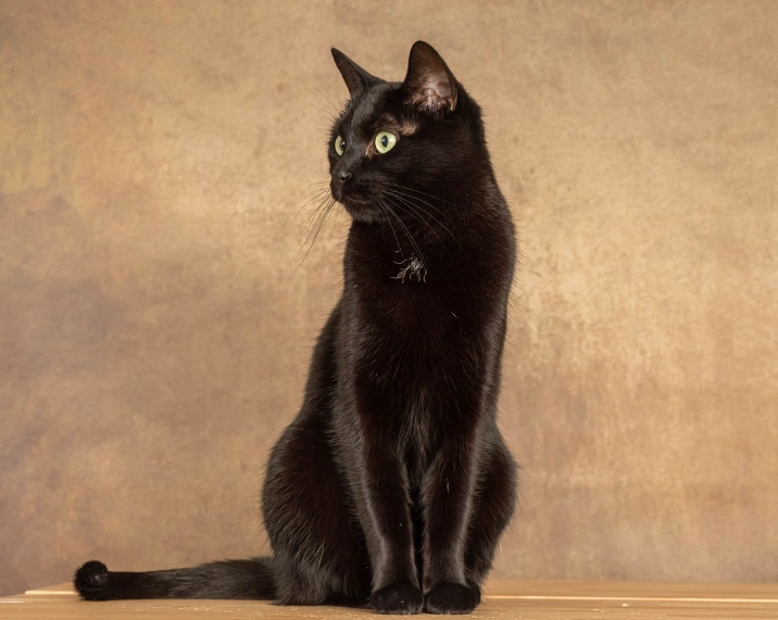 Bombay cat breed