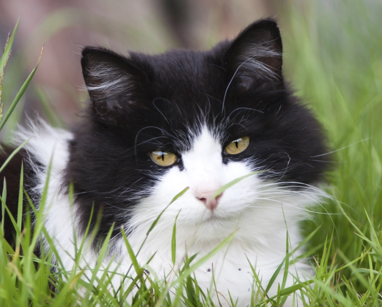 black and white cat