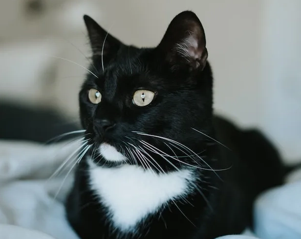 are tuxedo cats friendly