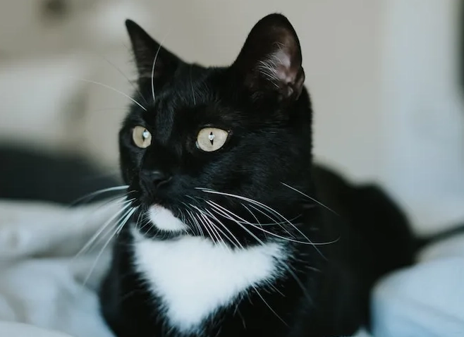 Are all black and white cats tuxedo cats?