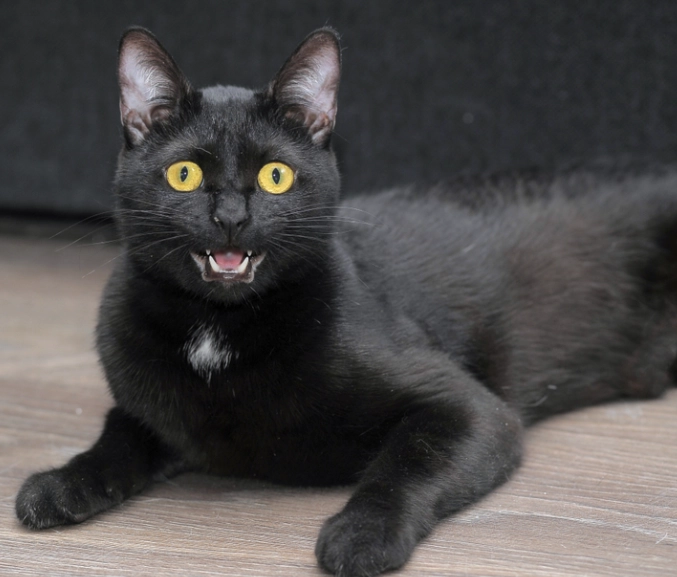 Bombay cat personality Bombay cat personality
