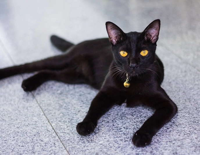 British Bombay Cat: Complete Breed Guide & Care Tips