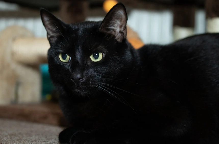 black cat breeds black cat breeds
