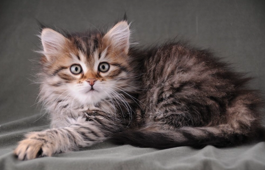 Siberian tabby cat