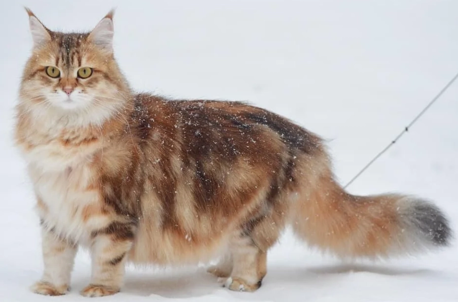 hypoallergenic cat breeds hypoallergenic cat breeds