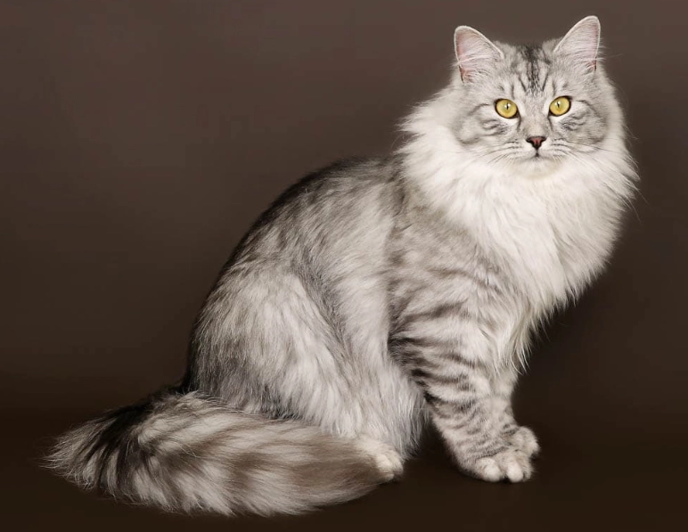 Siberian cat care Siberian cat care