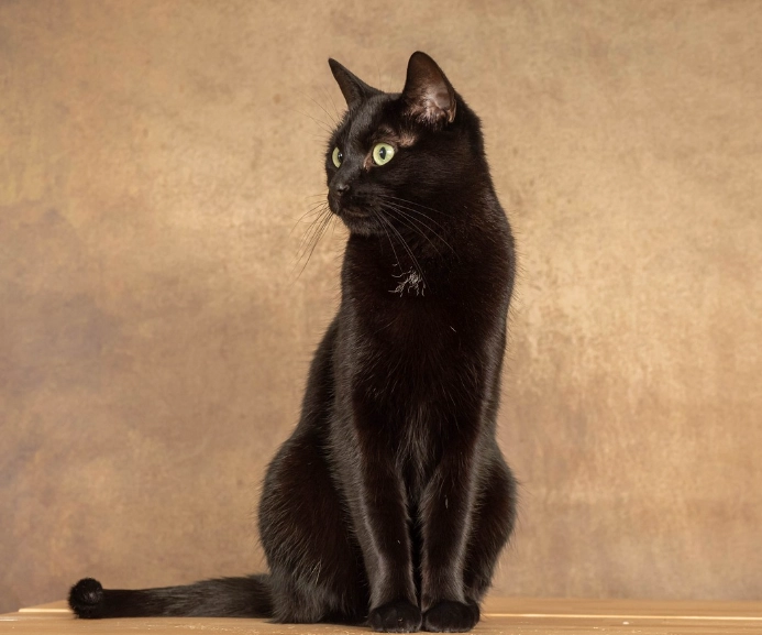 Is a Bombay cat a good house cat?