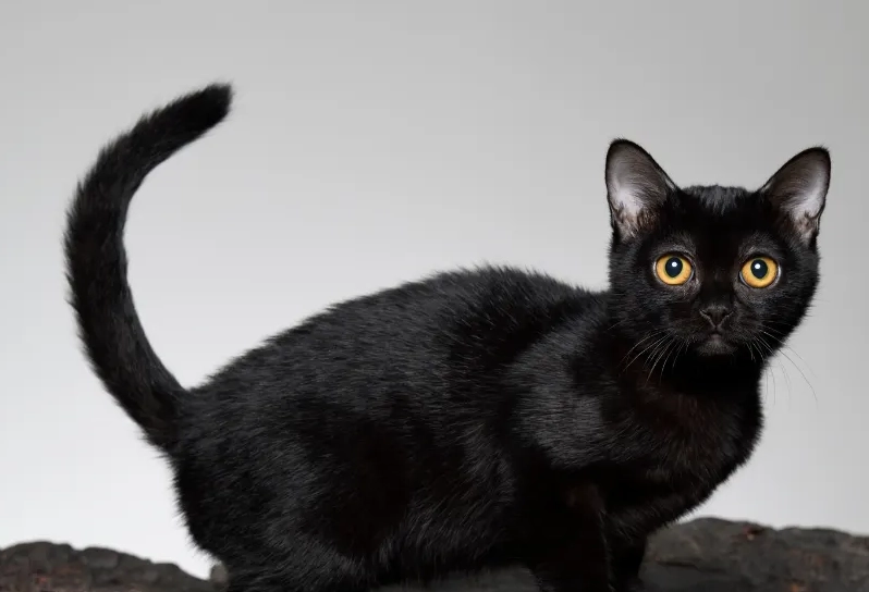 Bombay cat care Bombay cat care