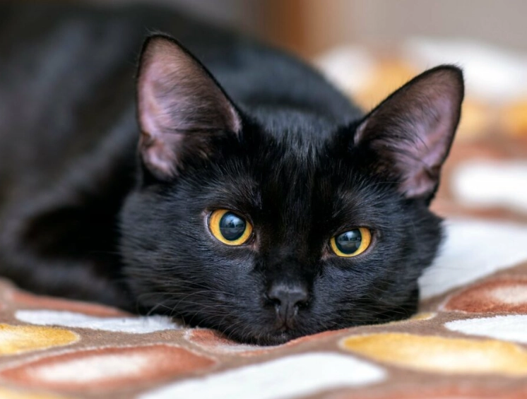 black cat breeds black cat breeds