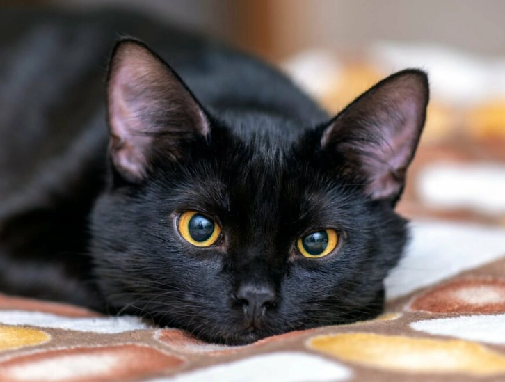 Bombay cat care Bombay cat care