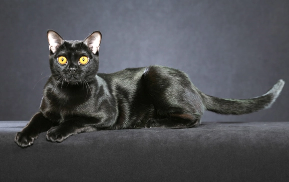 Bombay cat breed