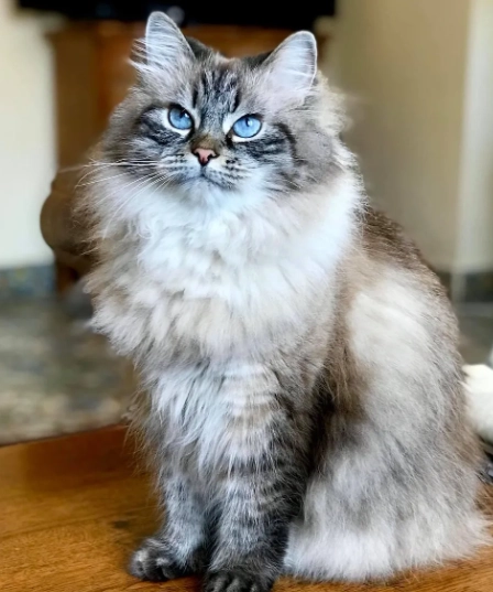 hypoallergenic cat breeds hypoallergenic cat breeds