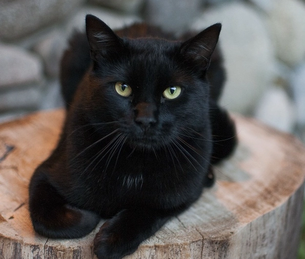 black short-haired cat care