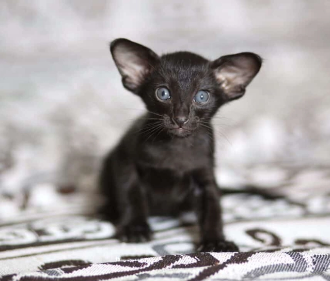 Oriental cat Black