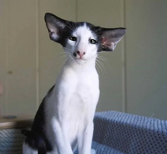 Oriental cat personality