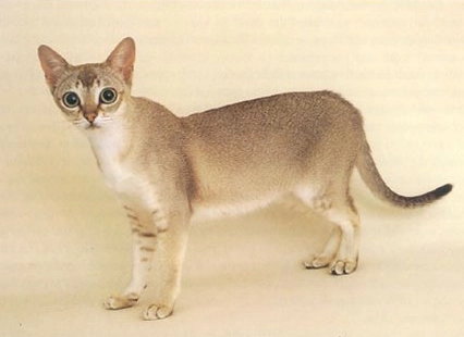 Singapore cat breed Singapore cat breed