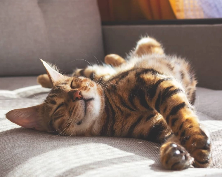 Singapore cat breed Singapore cat breed