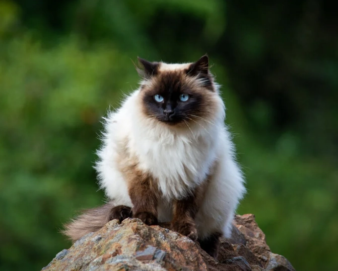 What two breeds make a Himalayan cat?