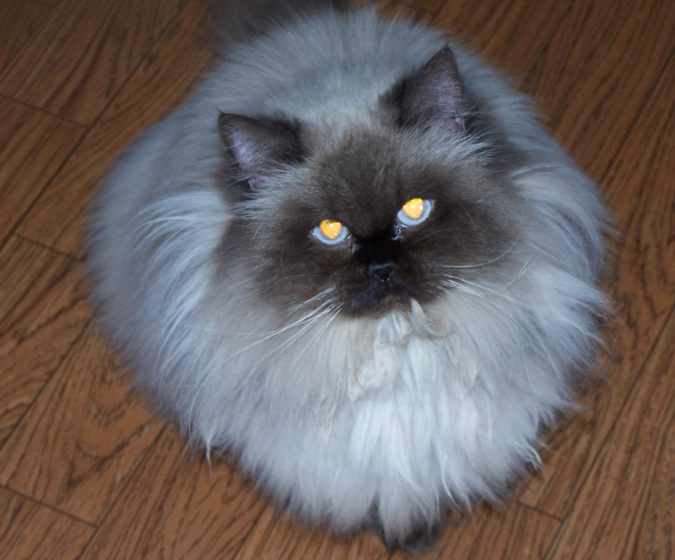 longhair cat grooming longhair cat grooming