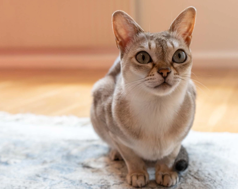 Singapore stray cats Singapore stray cats