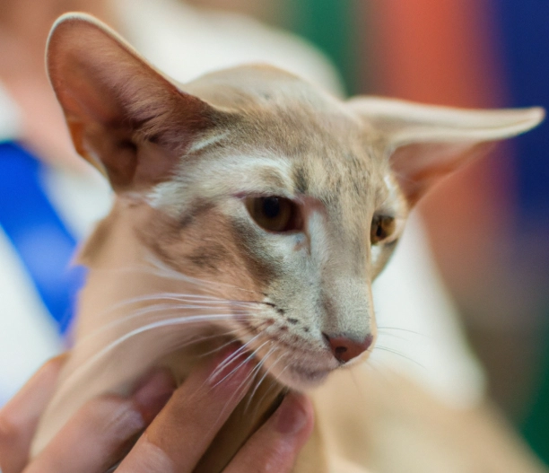 Oriental Shorthair care