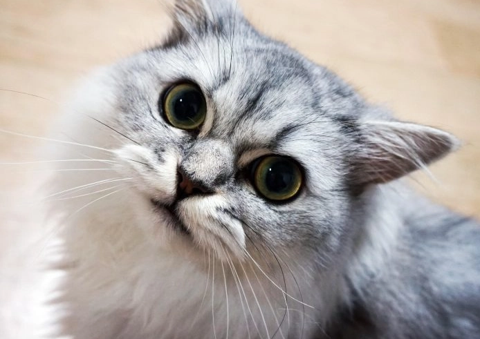 Persian cat grooming