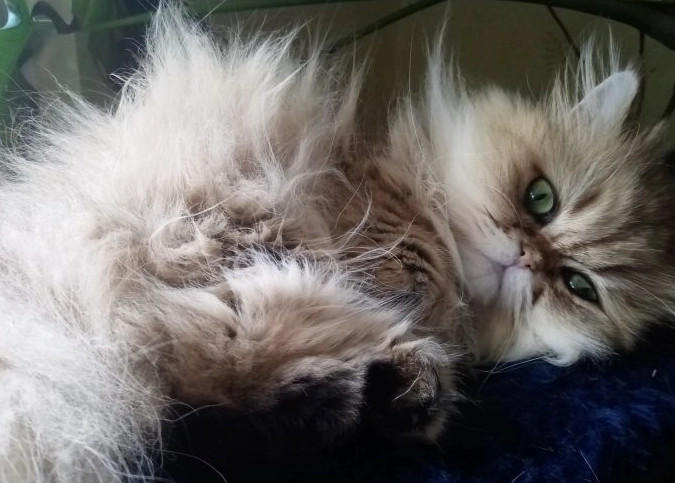 Persian cat grooming